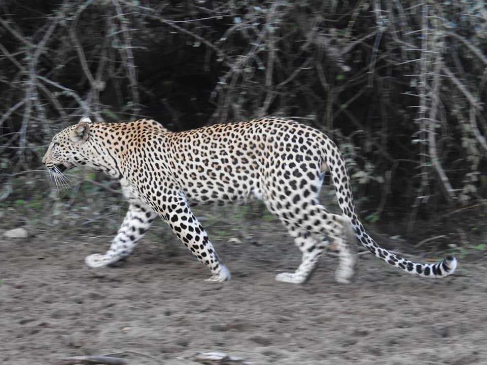 Safari Image