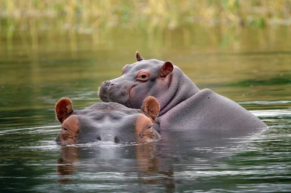 Safari Image