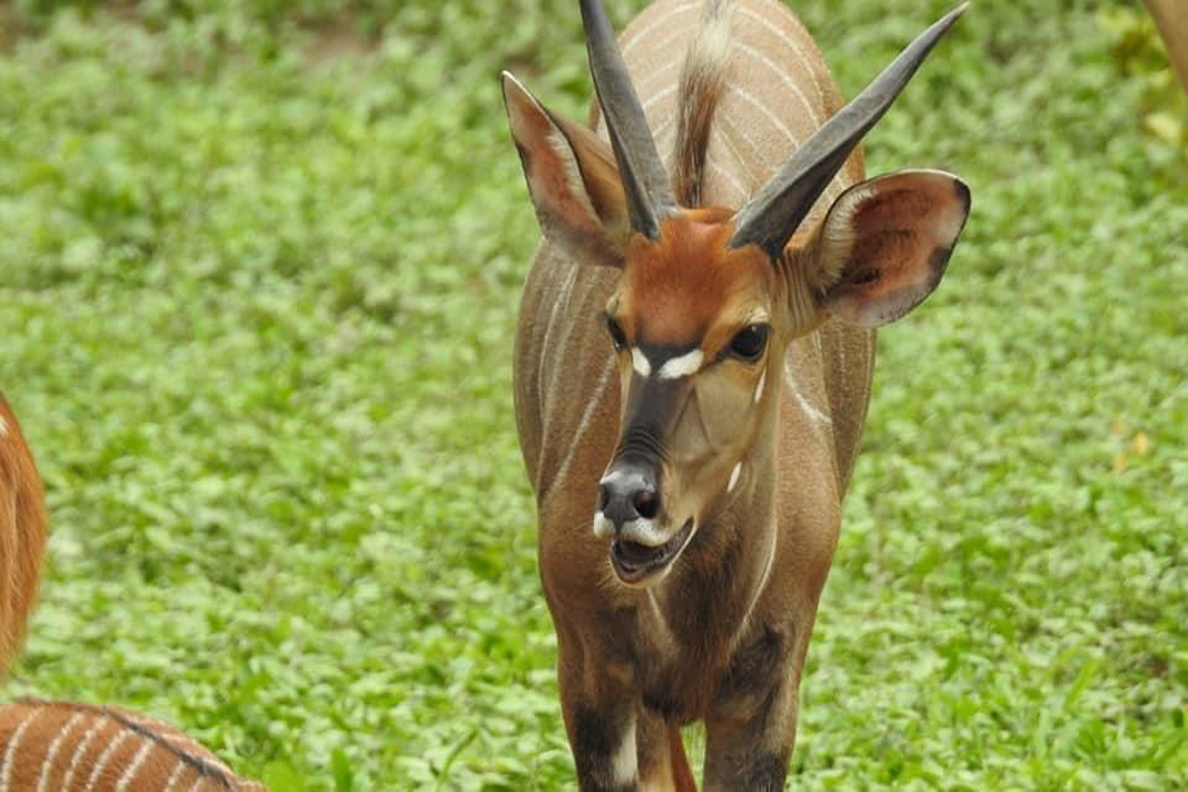 Safari Image