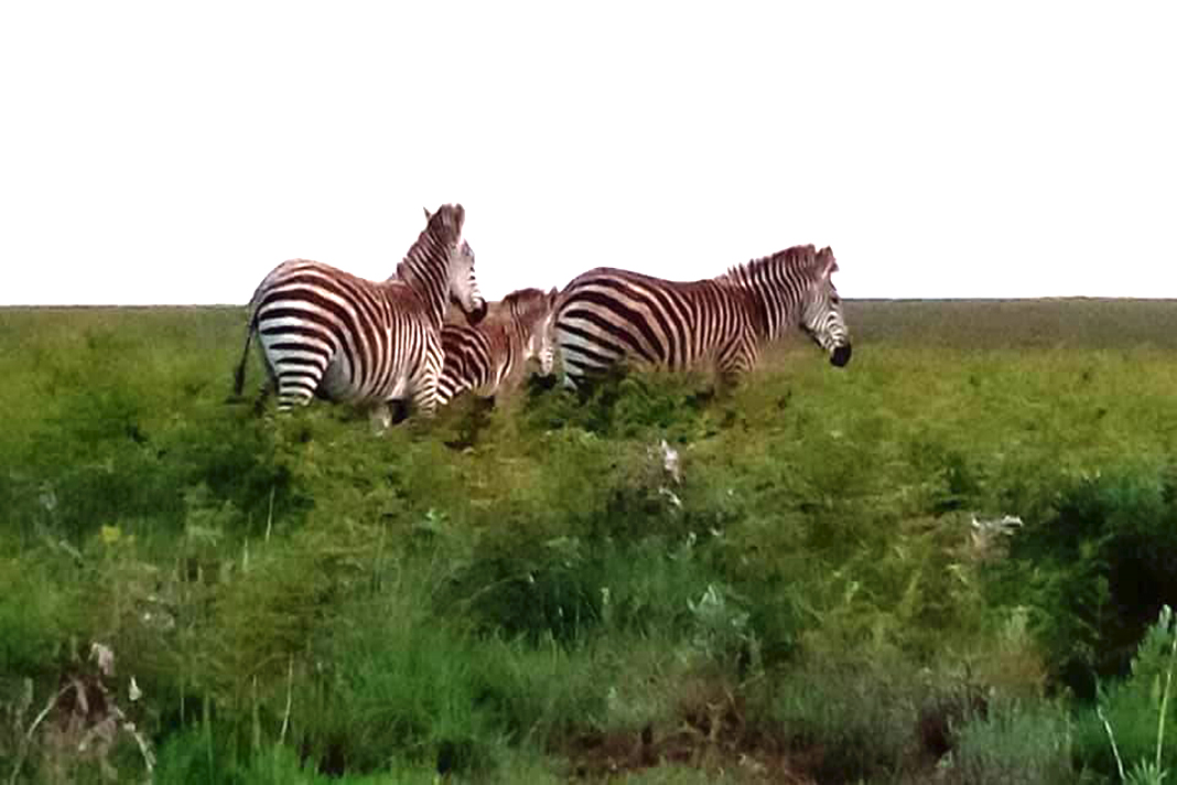 Nyika and Vwaza Marsh