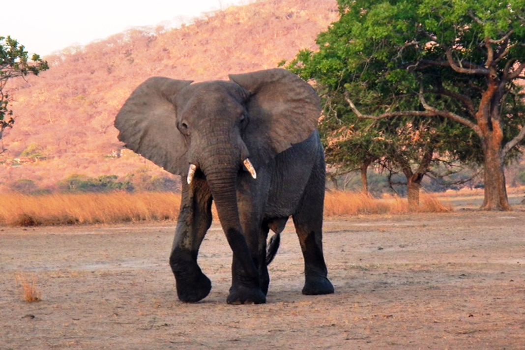 Nyika, Vwaza Marsh and Livingstonia